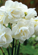 Rose of May daffodil heirloom bulbs