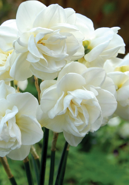 Rose of May daffodil heirloom bulbs #1