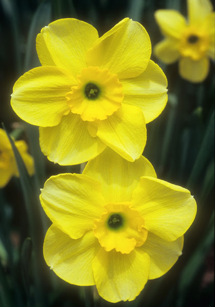 Vireo daffodil heirloom bulbs #2