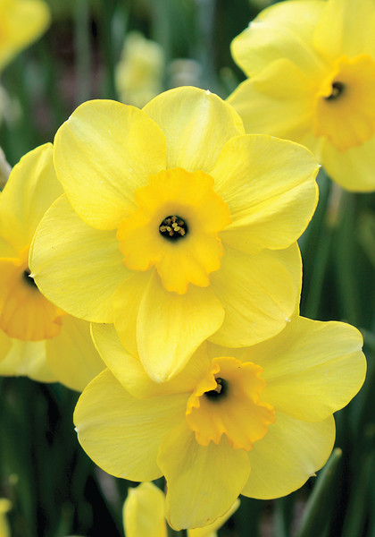 Vireo daffodil heirloom bulbs #1