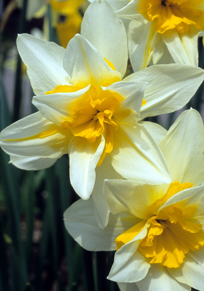 Argent daffodil heirloom bulbs #2