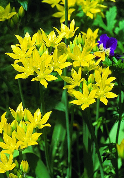 golden garlic heirloom bulbs #1