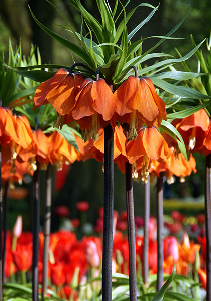 Aurora crown imperial heirloom bulbs #1