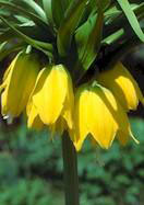 Yellow Crown Imperial heirloom bulbs