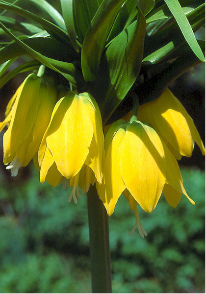 Yellow Crown Imperial heirloom bulbs #1
