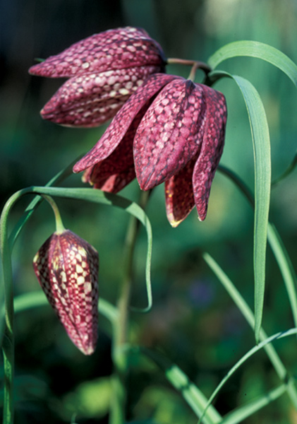 snake&rsquo;s-head fritillary heirloom bulbs #2