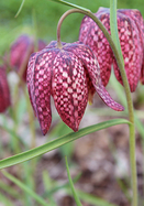 snake&rsquo;s-head fritillary heirloom bulbs