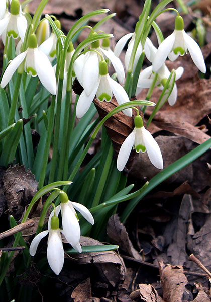 traditional snowdrop heirloom bulbs #1