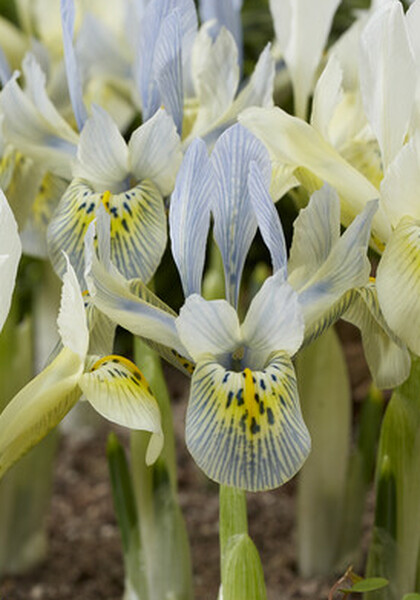 Katharine Hodgkins iris heirloom bulbs #1