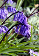 English bluebell heirloom bulbs