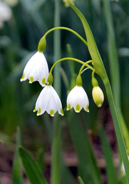 Gravetye Giant snowflake heirloom bulbs #2