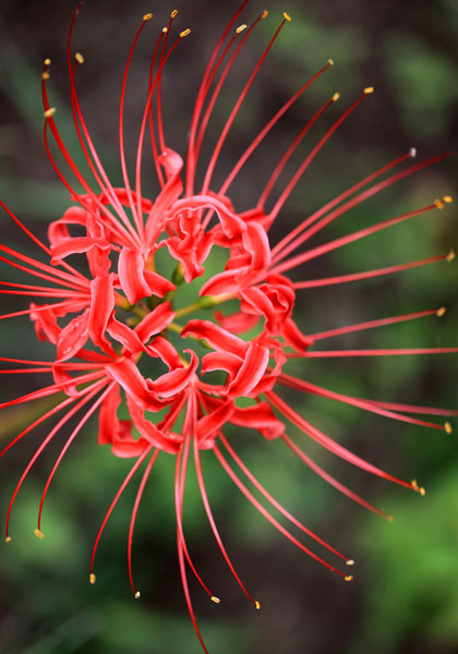 red spider lily heirloom bulbs #1