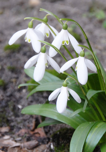 Woronow’s snowdrop heirloom bulbs #1