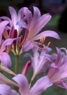 surprise lily, magic lily heirloom bulbs