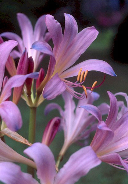 surprise lily, magic lily heirloom bulbs #1
