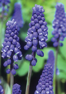 original grape hyacinth heirloom bulbs