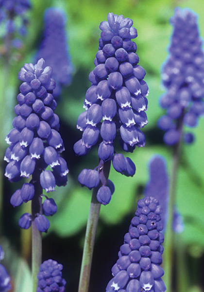 original grape hyacinth heirloom bulbs #1