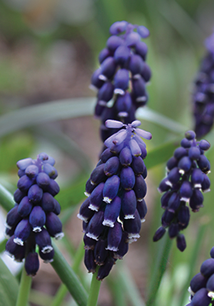 Southern grape hyacinth heirloom bulbs #2