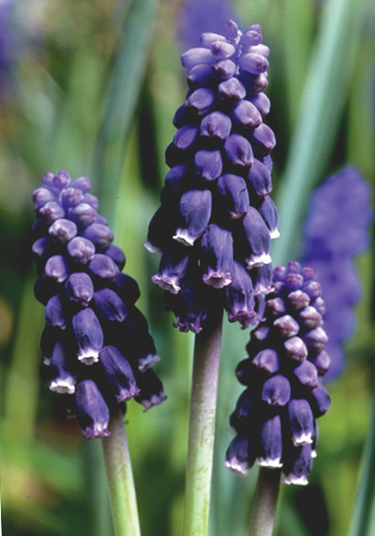 Southern grape hyacinth heirloom bulbs #3