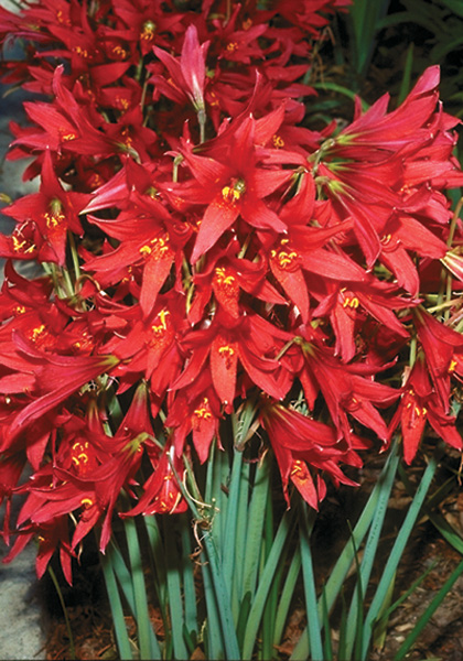 oxblood lily heirloom bulbs #1