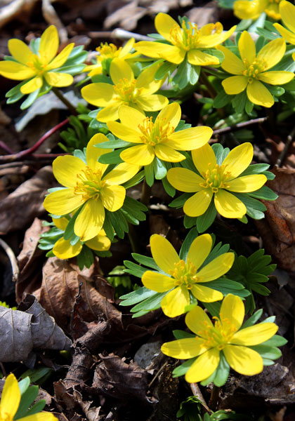 winter aconite heirloom bulbs #1