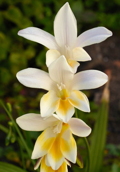 antique freesia heirloom bulbs #1
