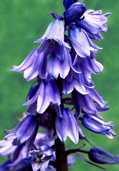 blue Spanish bluebell heirloom bulbs #2