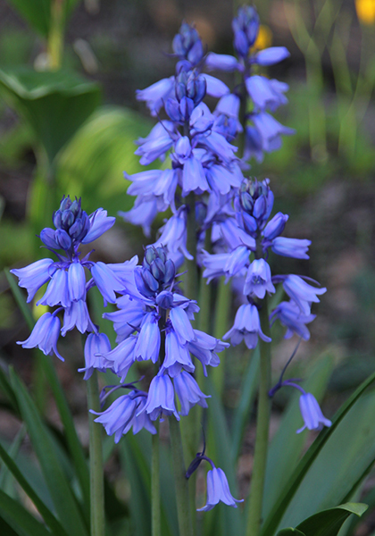 blue Spanish bluebell heirloom bulbs #1