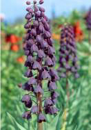 Persian Fritillary heirloom bulbs