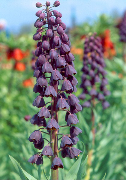 Persian Fritillary heirloom bulbs #1