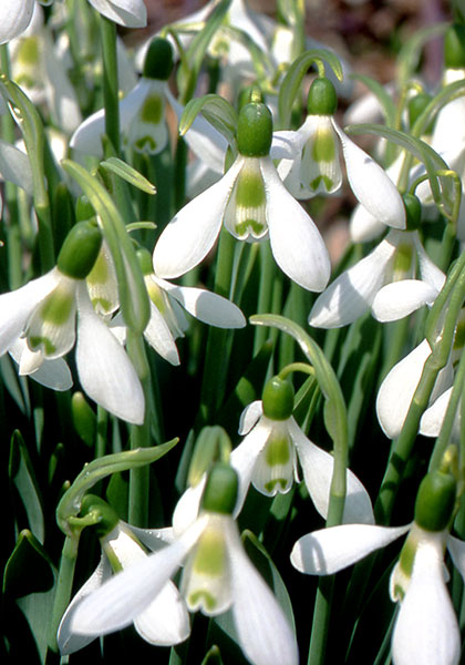 Elwes or giant snowdrop heirloom bulbs #1
