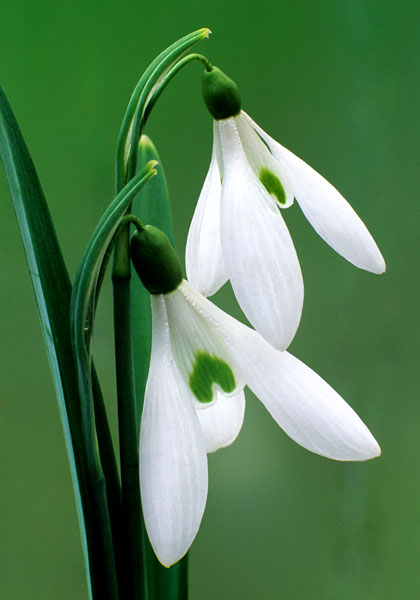 Atkinsii snowdrop heirloom bulbs #1