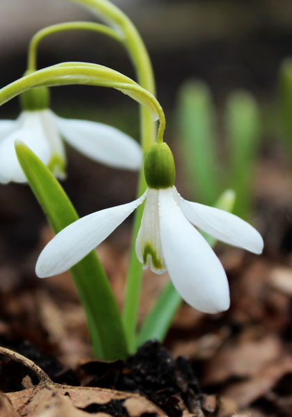 Magnet snowdrop heirloom bulbs #2