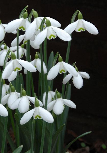 S. Arnott snowdrop heirloom bulbs #1