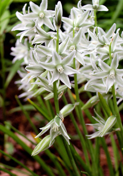 silver bells heirloom bulbs #1