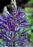 camassia, quamash heirloom bulbs