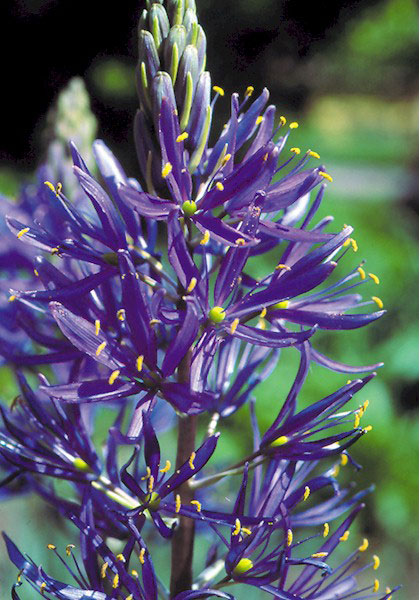 camassia, quamash heirloom bulbs #1