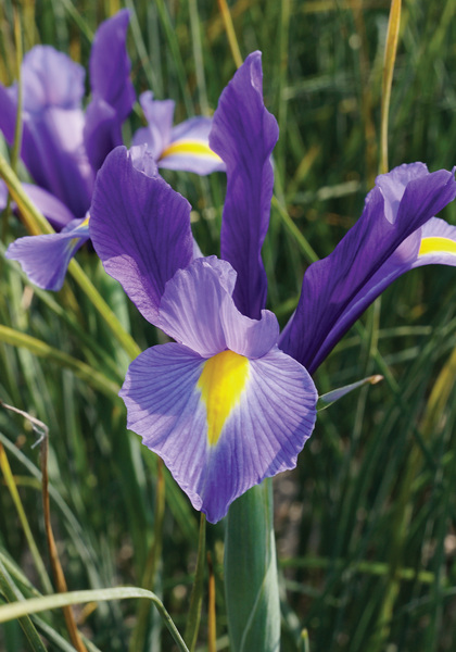 Sapphire Beauty iris heirloom bulbs #2