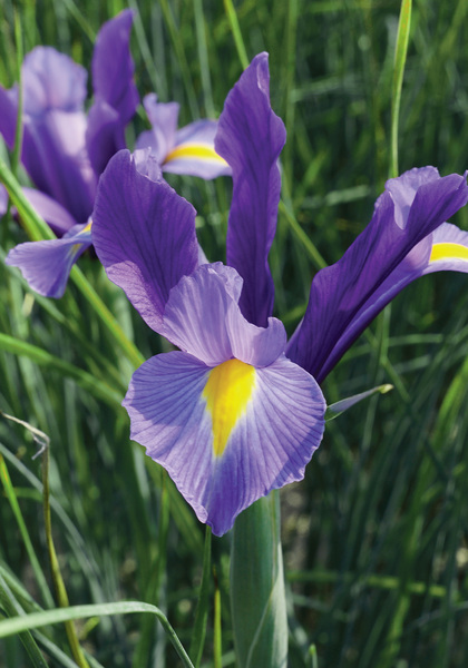 Sapphire Beauty iris heirloom bulbs #1