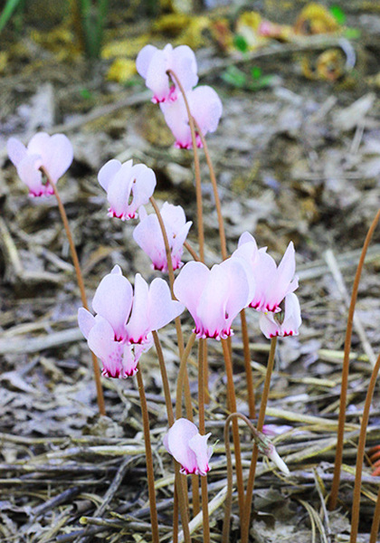sowbread cyclamen heirloom bulbs #2