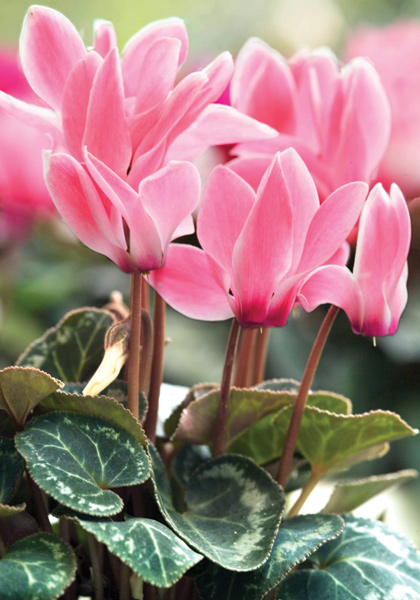 sowbread cyclamen heirloom bulbs #3