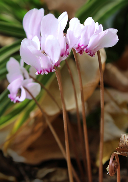 sowbread cyclamen heirloom bulbs #1