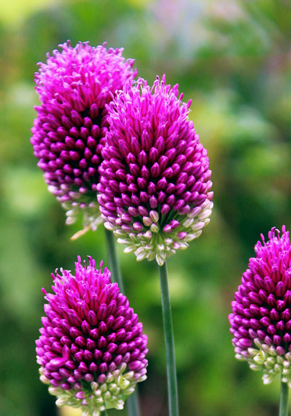 purple-headed garlick heirloom bulbs #1