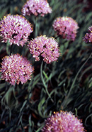 corkscrew chives heirloom bulbs