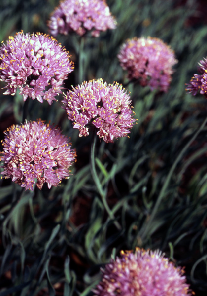corkscrew chives heirloom bulbs #1