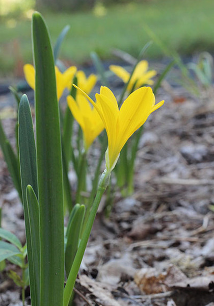 sternbergia heirloom bulbs #2