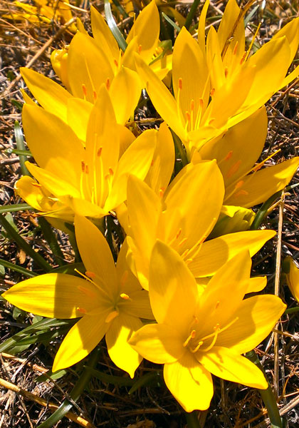 sternbergia heirloom bulbs #1