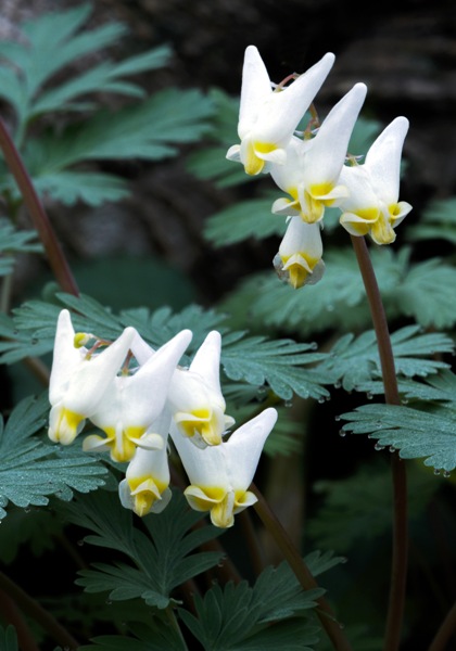 Dutchman’s breeches heirloom bulbs #1