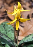 trout lily, dog-tooth violet heirloom bulbs