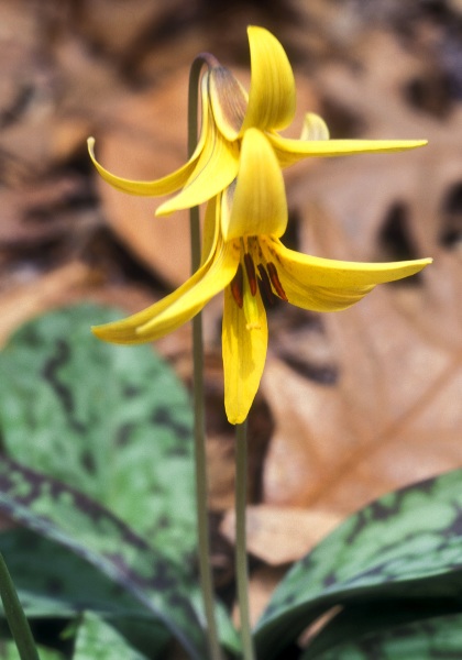 trout lily, dog-tooth violet heirloom bulbs #1